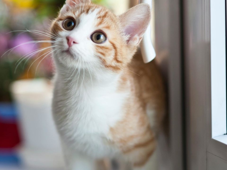 Вчені визначили породи кішок, які живуть найдовше і найменше за всіх. Дослідження, яке допоможе зміцнити стосунки котів та їхніх господарів.