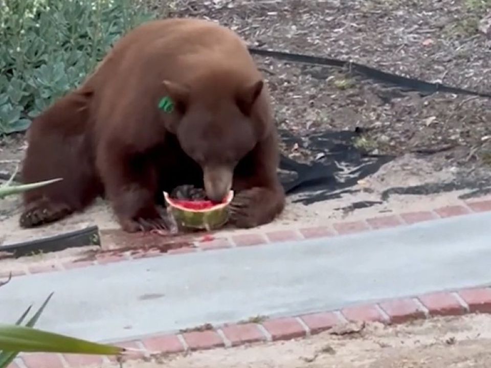 Ведмідь вкрав кавун з холодильника сім'ї та з'їв його в них на очах. Такого ще ніхто не робив!
