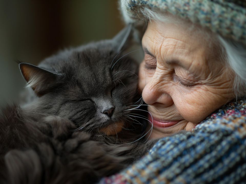 "Який вік вважається літнім у кішок": Як допомогти кішці у старості. Догляд за літньою кішкою.