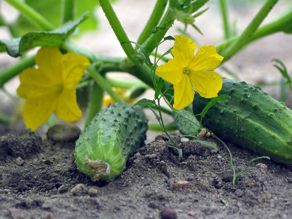 Підживіть огірки цим у травні або червні — не пожовтіють, виростуть раніше і будуть смачними. Огірки плодоноситимуть без зупинки.