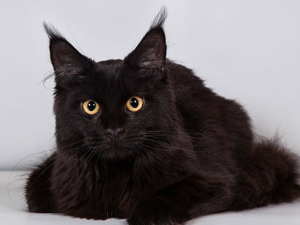 Топ-5 порід чорних кішок, які приносять удачу господарям і зачаровують своєю красою. Не для забобонних!