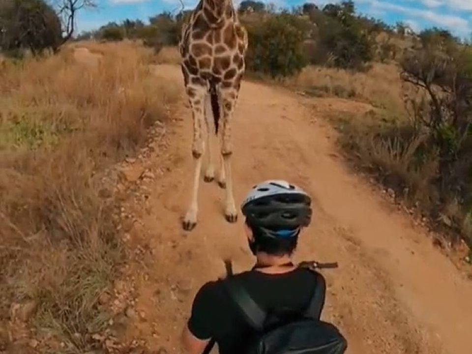 Дуже милий момент знайомства жирафа з хлопцем потрапив на відео. Турист завмер від захоплення та легкої тривоги.