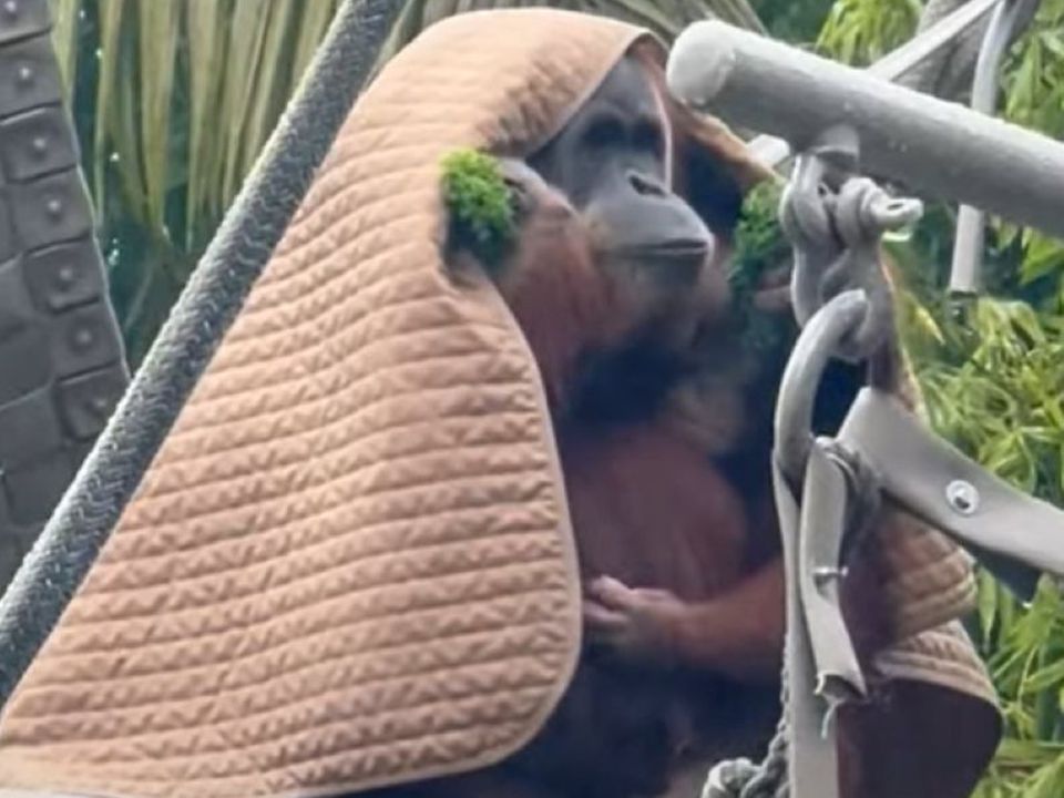 Мережу підкорило відео, на якому мама-орангутанг та її дитинча ховаються від зливи. Не тільки люди поводяться як мавпи, щоб не намокнути.