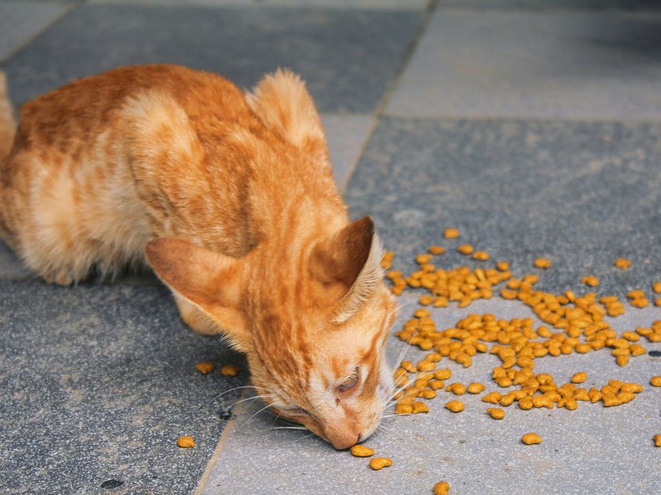 Хуліганить неспроста: ось чому кішці так подобається їсти з підлоги. Проста дія — і пухнастик буде їсти тільки з миски.
