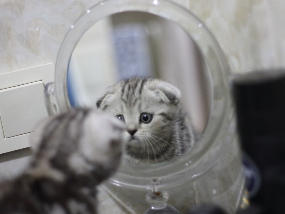 Що різні тварини бачать у дзеркалі. В інтернеті багато кумедних роликів, як домашні вихованці реагують на власне відображення у дзеркалі.