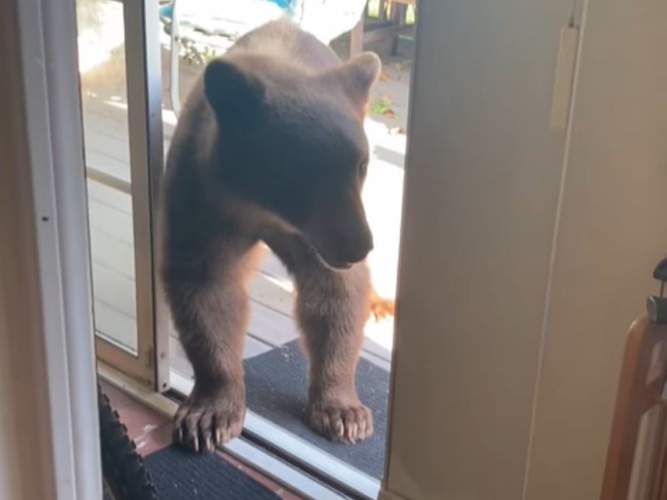 Ведмідь "завітав у гості" до чоловіка, коли він мив посуд у себе на кухні. Клишоногий покинув будинок без пригод.