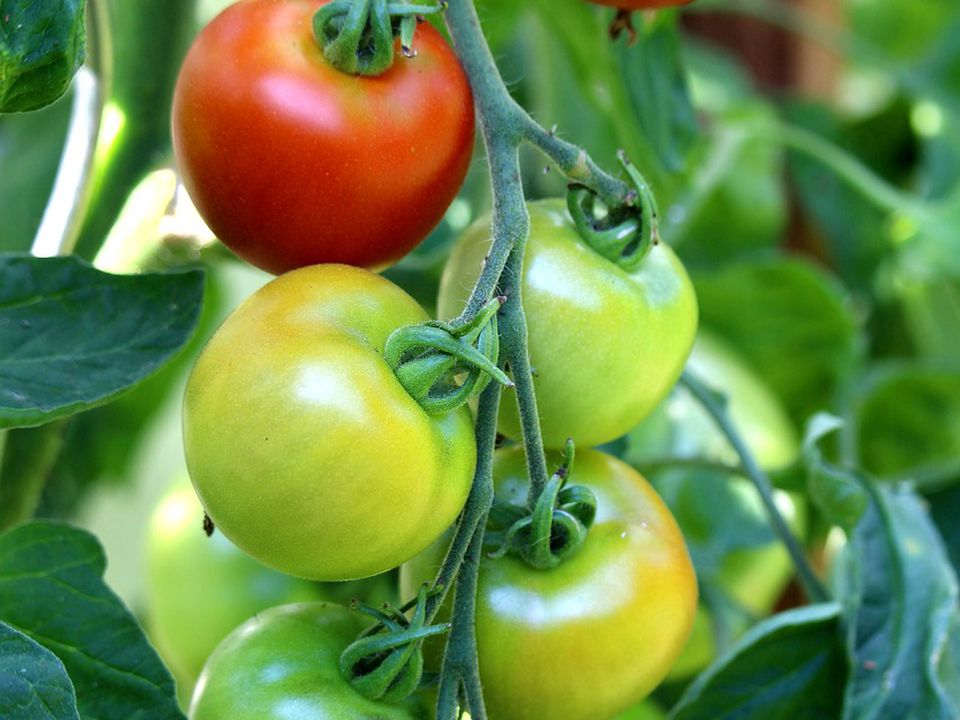 Як доглядати за помідорами у червні, щоб отримати величезний урожай плодів. В цей період йде закладка майбутнього врожаю.