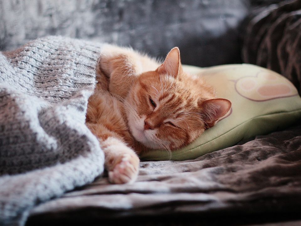 Котячий секрет розкрито: чому ваш вихованець удає, що спить. Чому кішки іноді прикидаються сплячими: 3 причини.