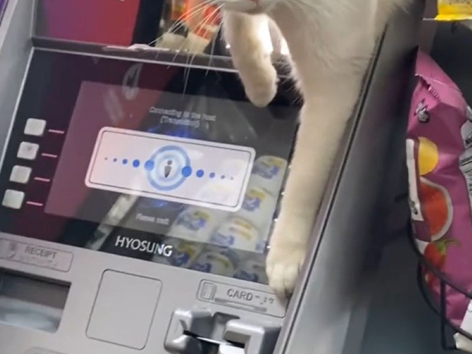 Тепер цей банкомат під надійною охороною: кішечка вирішила відганяти шахраїв. Пухнастий співробітник банку!