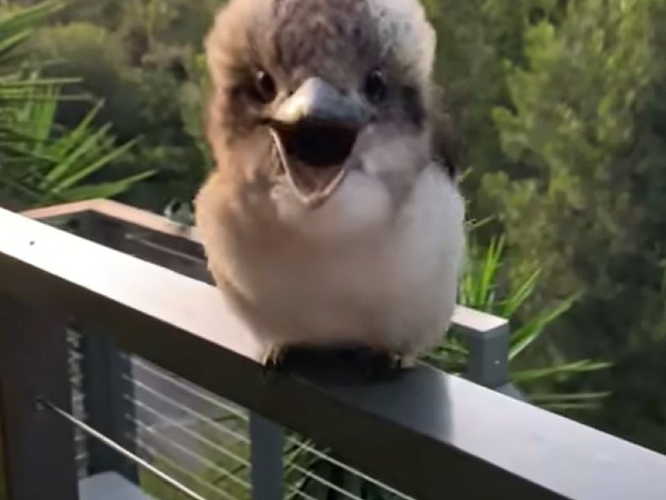Товариська пташка: помилуйтеся на абсолютно чарівного підлітка кукабари. Відео для підняття настрою.
