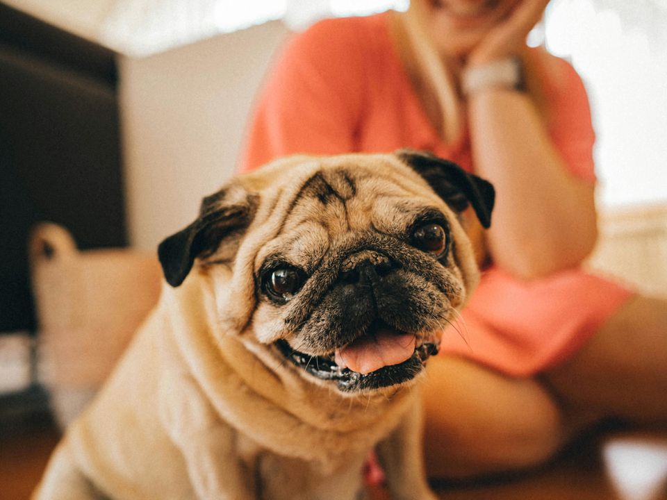 "Допоможуть уникнути депресії": породи собак, які добре знімають стрес. Найпозитивніші та грайливі породи песиків.