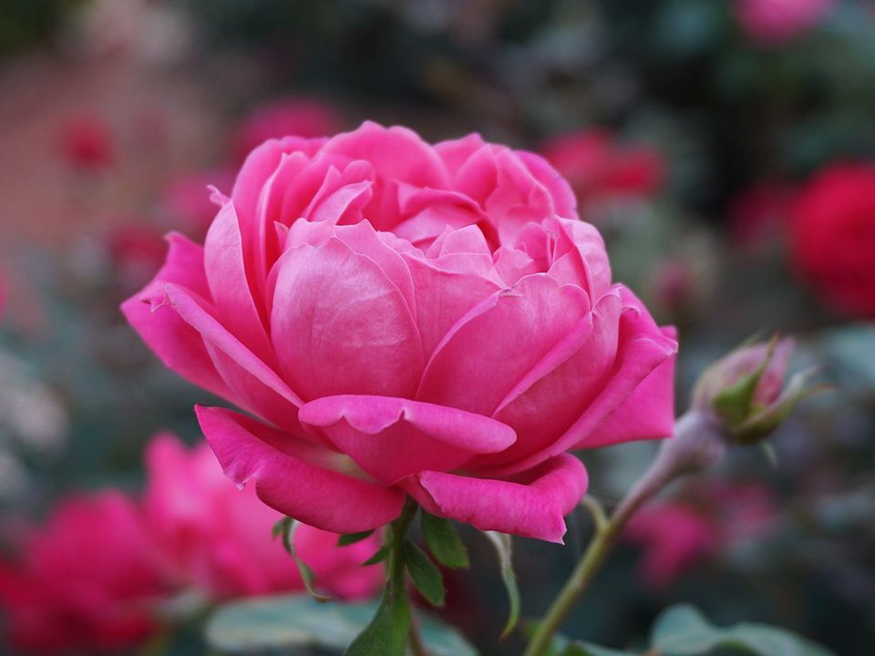 Як добитися рясного цвітіння троянд все літо: декілька простих порад. Внесіть ці прості підживлення.