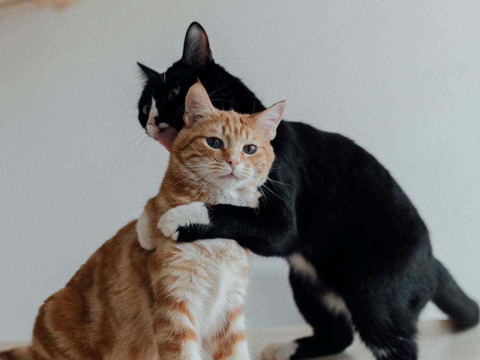 Чим відрізняється характер кота від кішки, пояснили експерти. Характерні особливості котів і кішок.