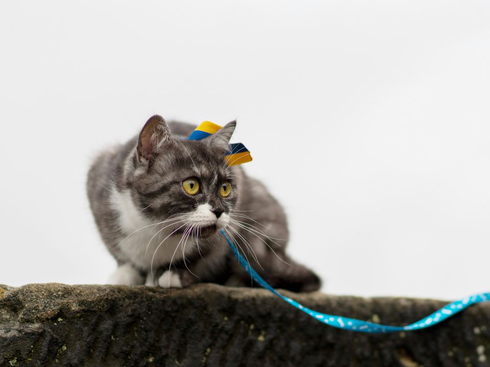 Як не дати кішці втекти з дачі: ефективні методи від ветеринарів. Котика потрібно привчити гуляти на повідку.