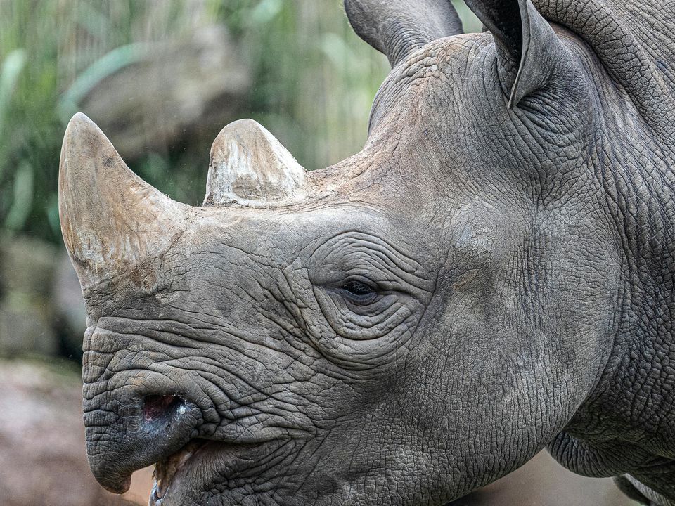 Екстремальне відео, на якому видно, як носоріг слідує за туристами в національному парку Індії. Напевно тваринам набридли людські істоти.