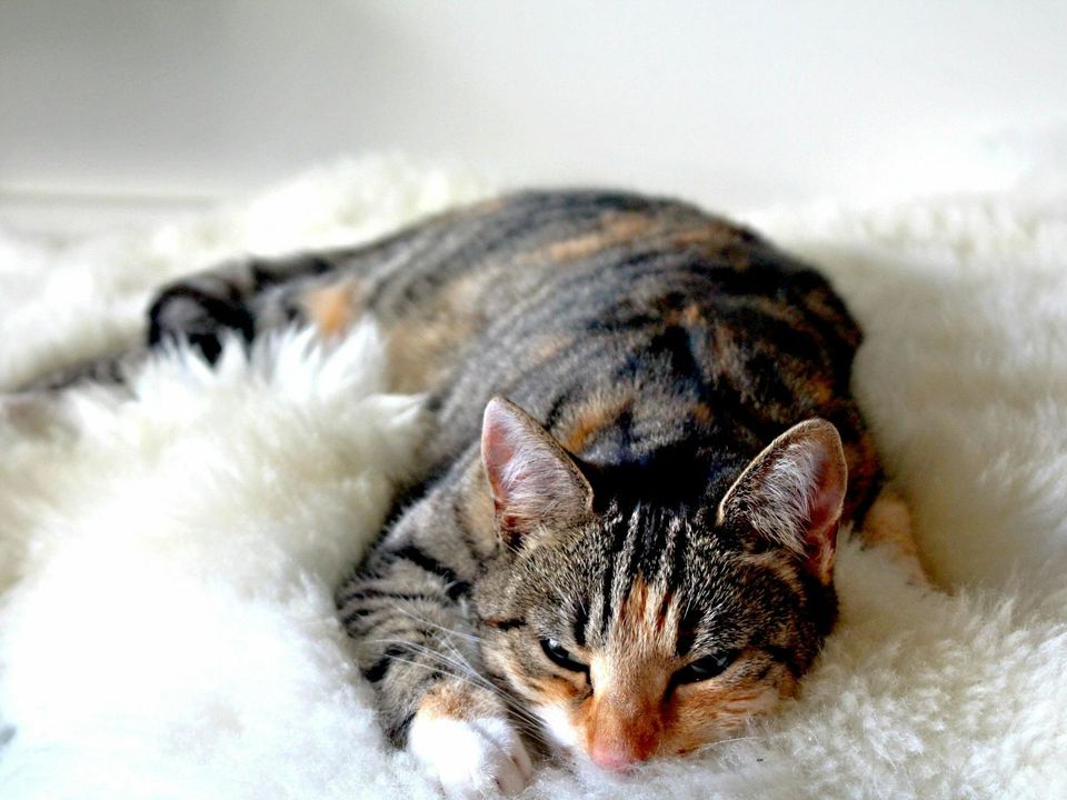 Як дізнатися, чи спить кішка, чи прикидається: все дуже просто. Кішки іноді прикидаються сплячими: у них є на це причини.