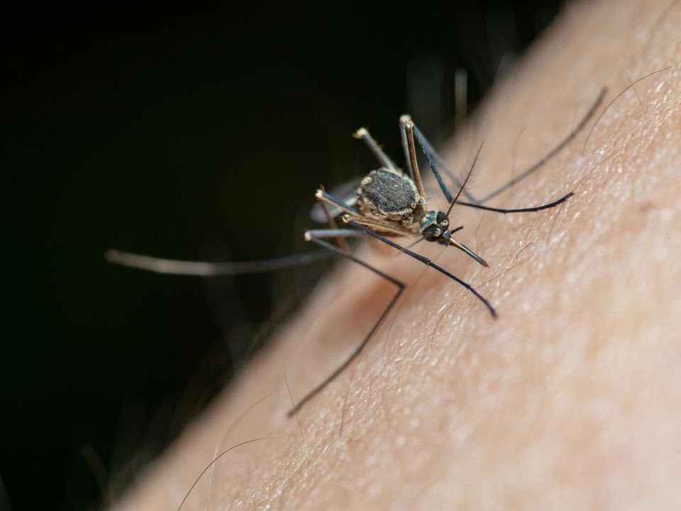 Комарі більше не набридатимуть на дачі: запам'ятайте цей спосіб захисту за допомогою ваніліну. Як використовувати ванілін, щоб відігнати комарів.