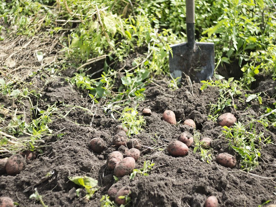 Як за зовнішнім виглядом та розміром бадилля передбачити майбутній урожай картоплі. Дачникам буде цікаво.