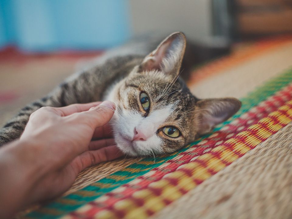 Чи ревнують коти? Відповідь може вас здивувати. Чому кішки ревнують, і як із цим упоратися.