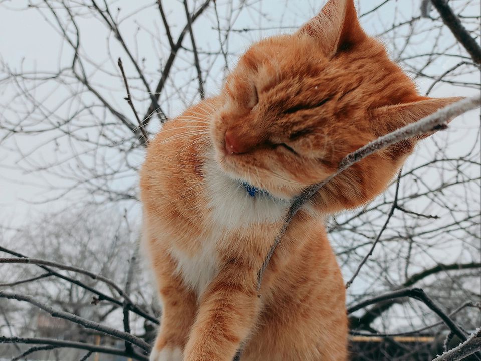 Чи мерзнуть кішки взимку на вулиці — який мороз витримують?. Чи можна випускати домашнього улюбленця на вулицю взимку.