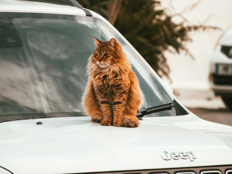 Чому коти не люблять подорожувати на автомобілях, на відміну від собак. Причини для такого різного ставлення до поїздок.