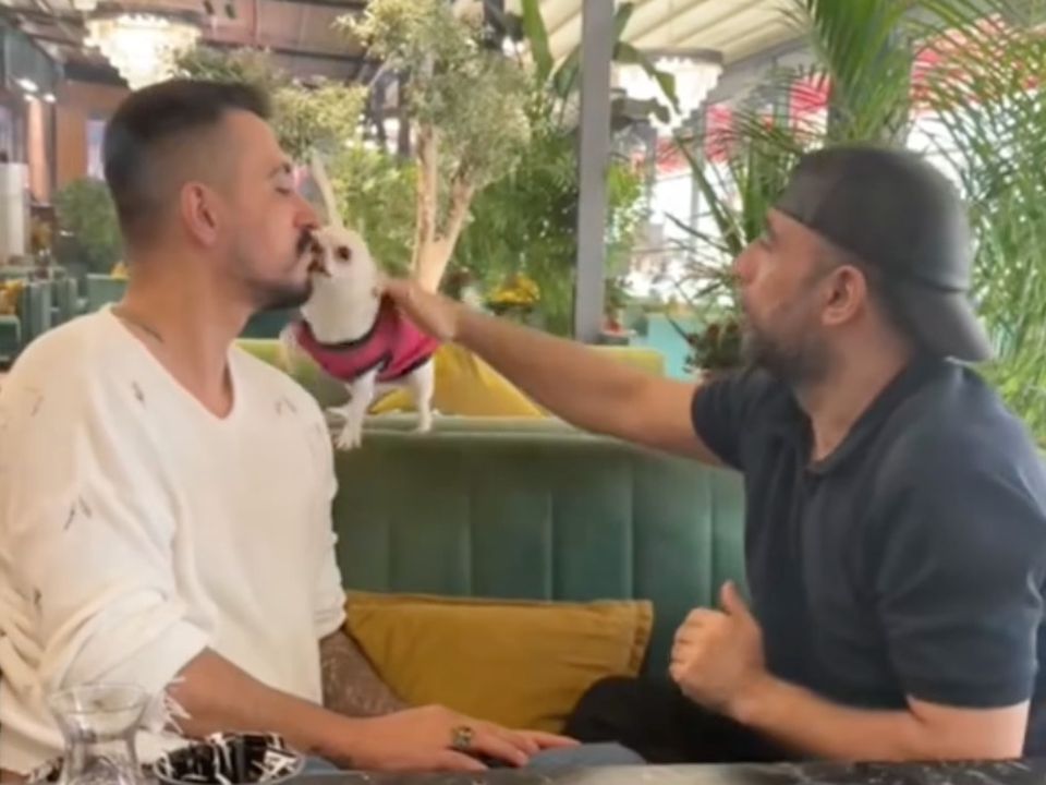 Як міні-песик намагається захистити господаря від «злочинця» — миле відео. Зворушлива реакція малюка.