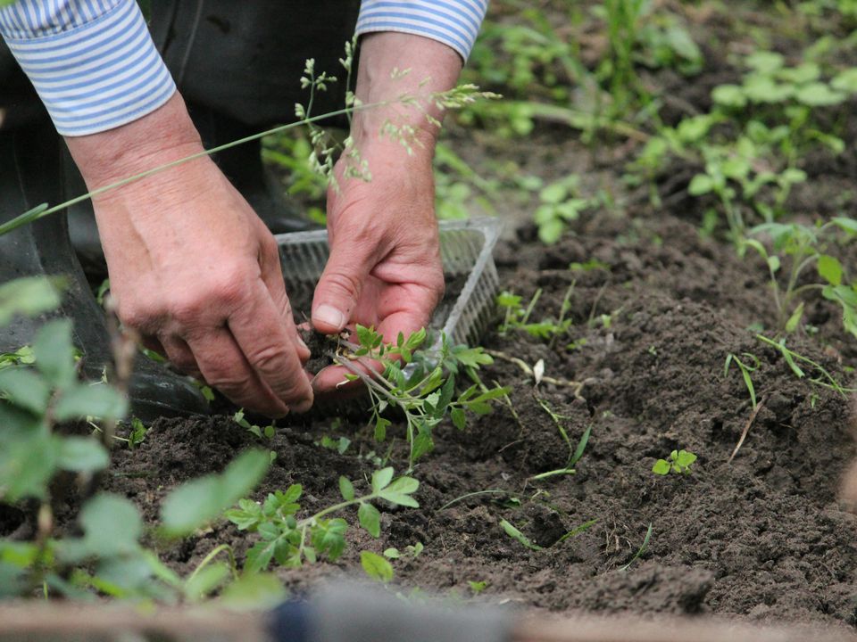Урожай помідорів раніше на 25 днів: підготовка ґрунту, загартовування розсади та висадка в похмурий день. Корисні поради для вирощування томатів.