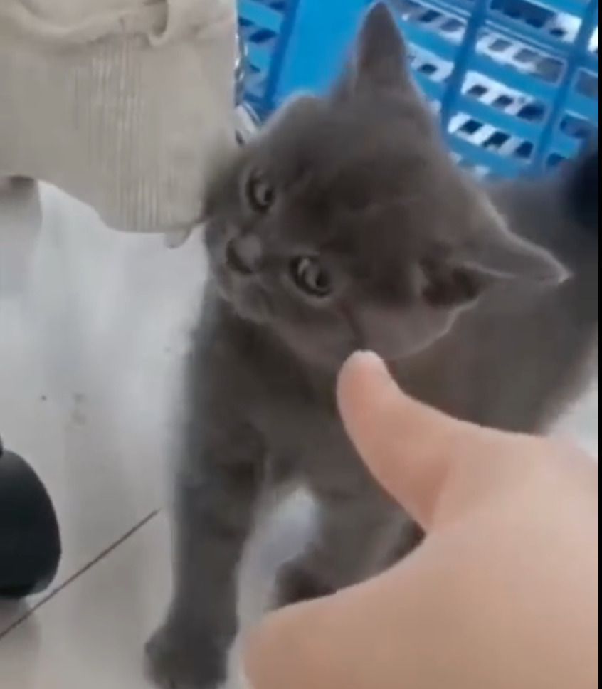 На відео потрапило кошеня, яке не любить, коли на нього вказують пальцем!. «Палець прибрала!».