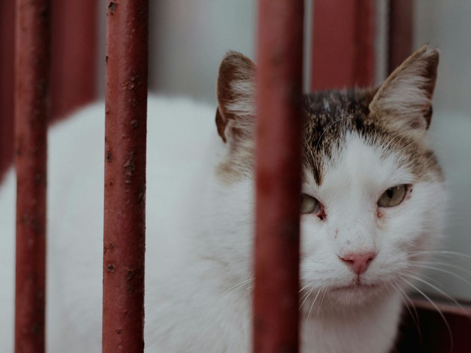 Невинні дрібниці, які коти сприймають як зраду. Коти мають власне сприйняття світу та поняття про те, що добре, а що погано.