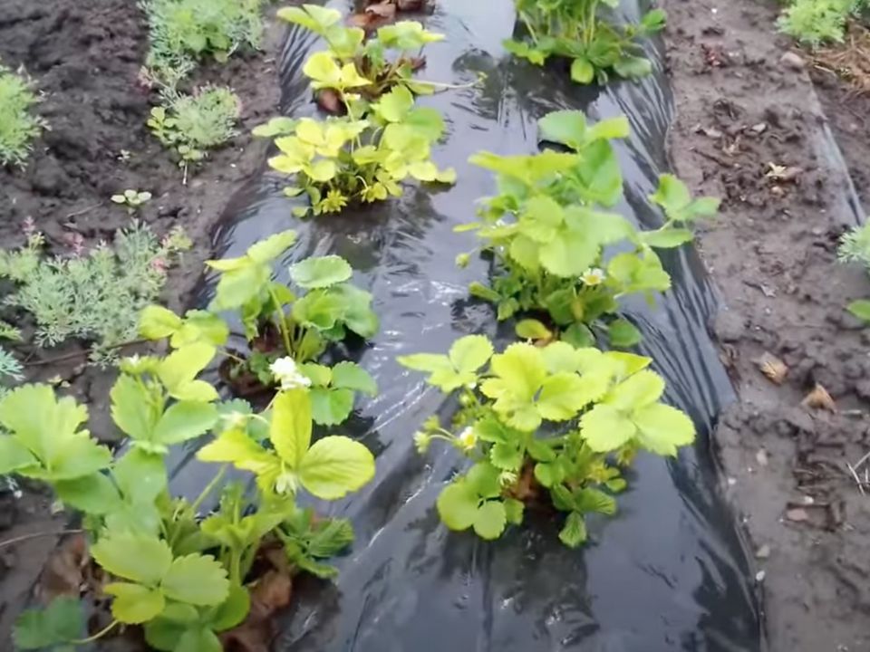 Чому у полуниці листя стало жовте і світле?. Ознака небезпечного захворювання.