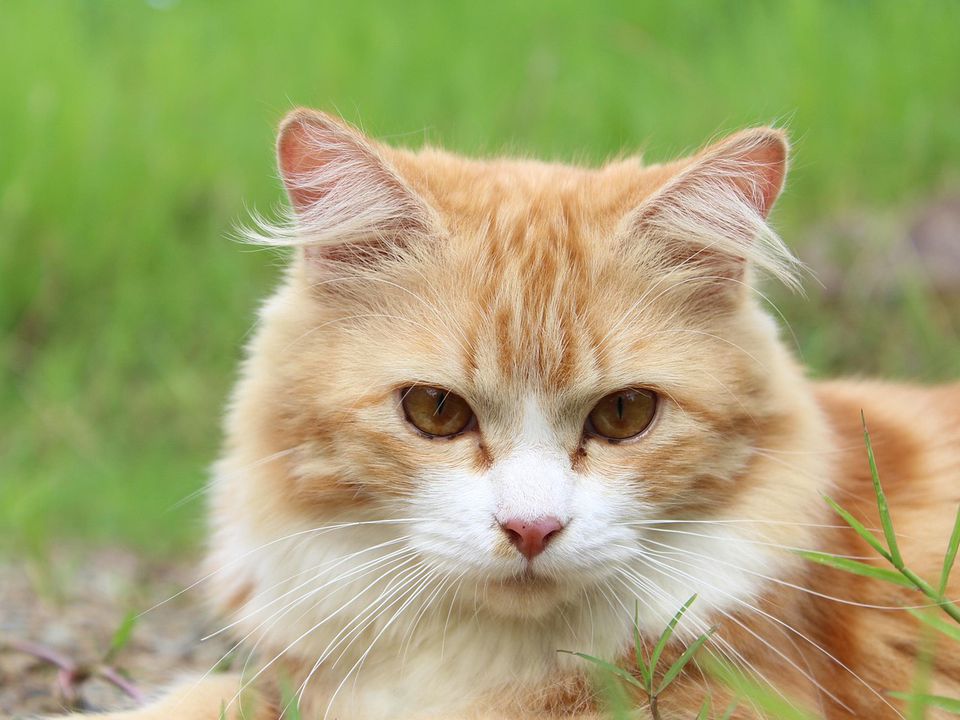 Що робити, якщо кота вкусила бджола чи оса? Як розпізнати алергію?. Як врятувати улюбленця.