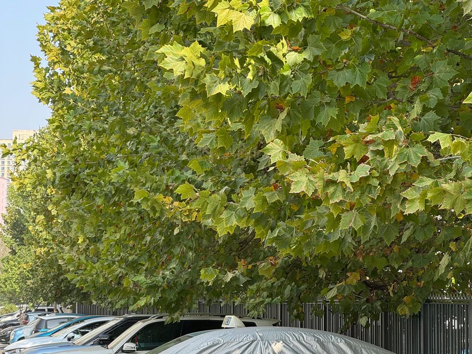 Чому не варто паркуватися під деревами у теплу пору року: причина не в птахах. Здається логічним заховати машину від палючого сонця під розлогим деревом.