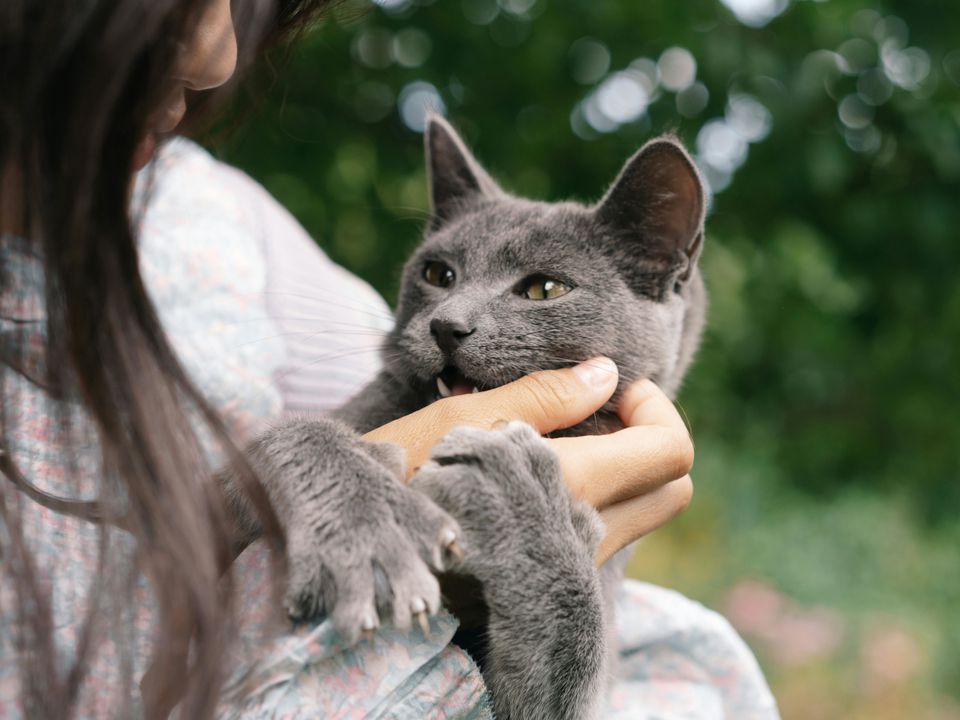 Таємниця котячих кігтів: чому вони ховаються, а собачі — ні. Пояснення вчених.