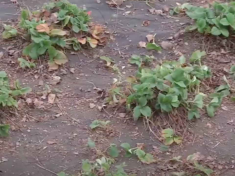 Не садити полуницю після полуниці — це закон. Як відновити та очистити ґрунт на цьому місці. Полуниця росте на одному місці як мінімум 3 роки, але найчастіше садівники тримають її довше. Шкодують.