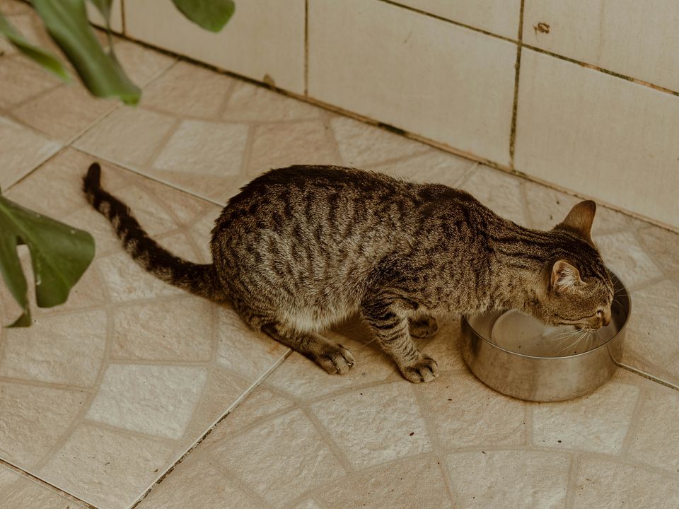 Котячі примхи: навіщо ставити кілька мисок з водою по всій квартирі. Секрет довгого і щасливого життя вашого мурчика.