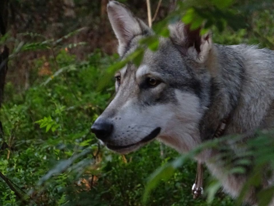 Чому вовки утворюють пари з собаками і яких саме собак обирають. Цікаві факти.