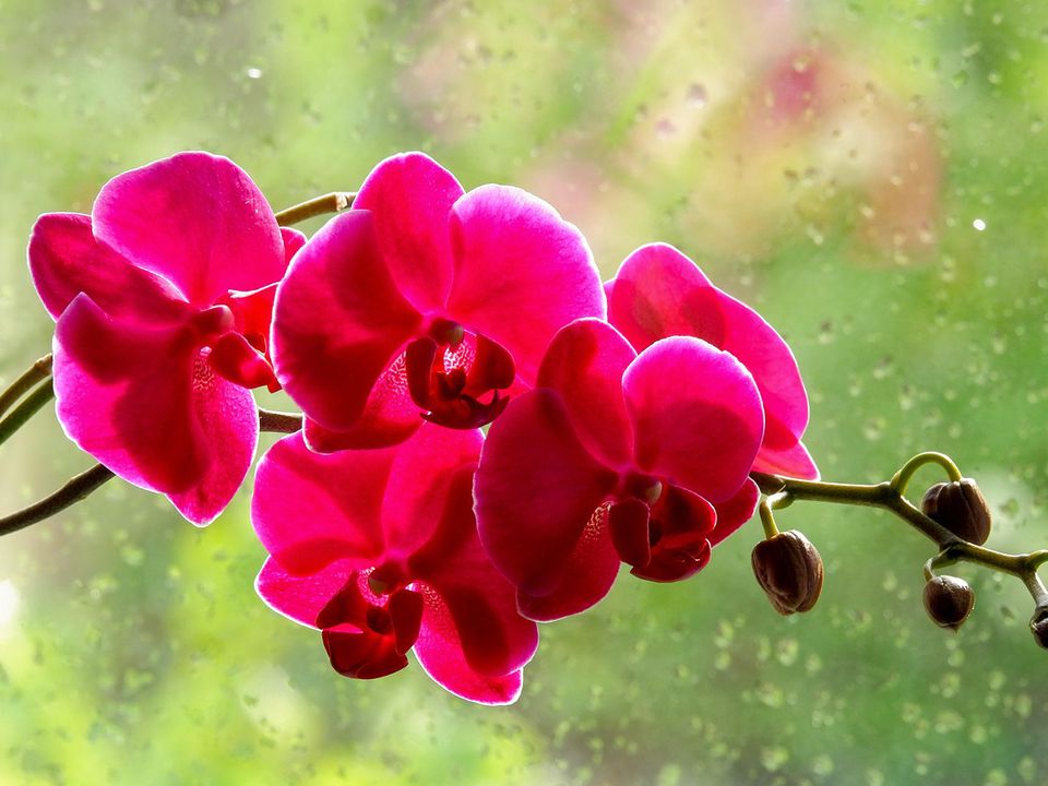 Як вибрати ідеальне вікно для орхідеї вдома, щоб вона цвіла, а не виживала під фіранками. Чому розташування важливіше, ніж добриво.