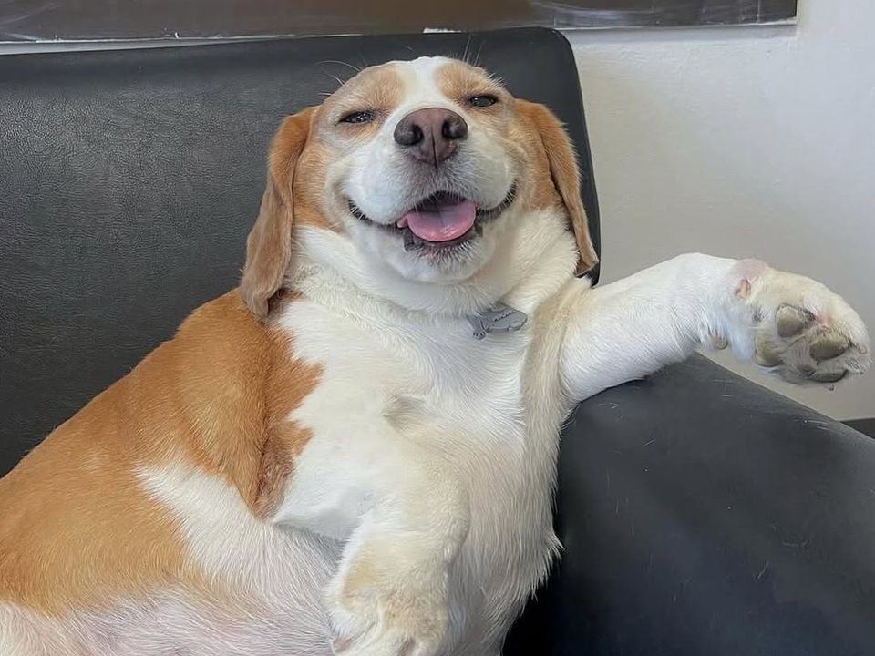 Пес на прізвисько Муту став справжньою зіркою Мережі завдяки своїй емоційній мордочці. Як звичайний пес із Таїланду потрапив на сторінки популярних медіа.