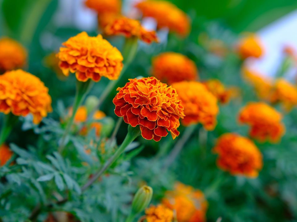 Як садити чорнобривці під зиму: секрети яскравих клумб навесні. Чорнобривці — одні з найяскравіших і улюблених квітів на моїй ділянці.