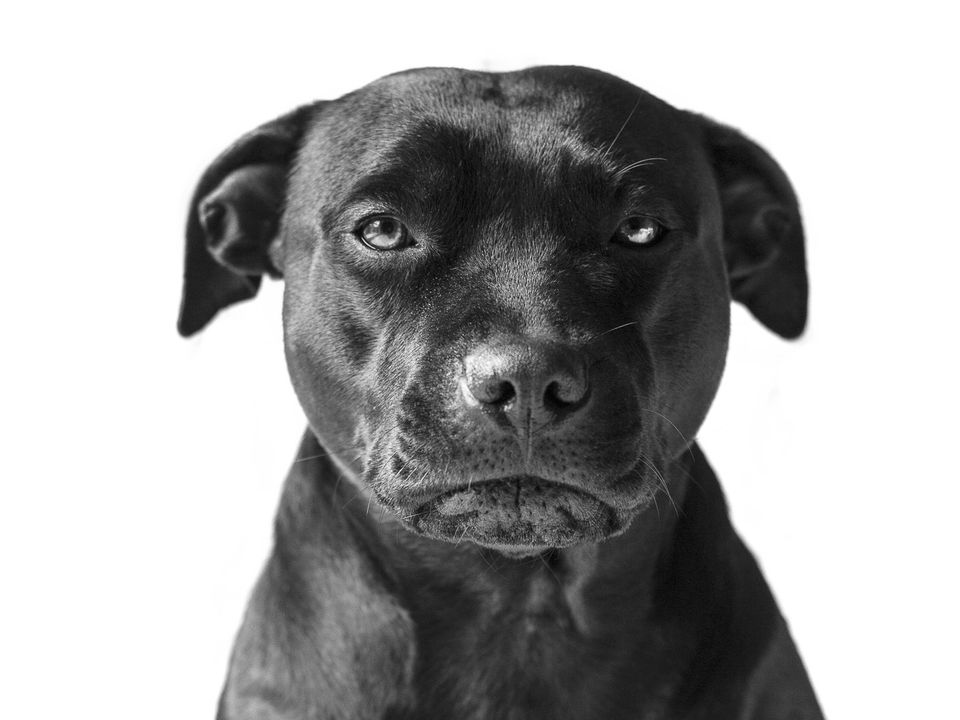 Чи вміють тварини ображатися? — Що відбувається насправді і чому це важливо знати. Заради блага своїх улюбленців постарайтеся змінити переконання.