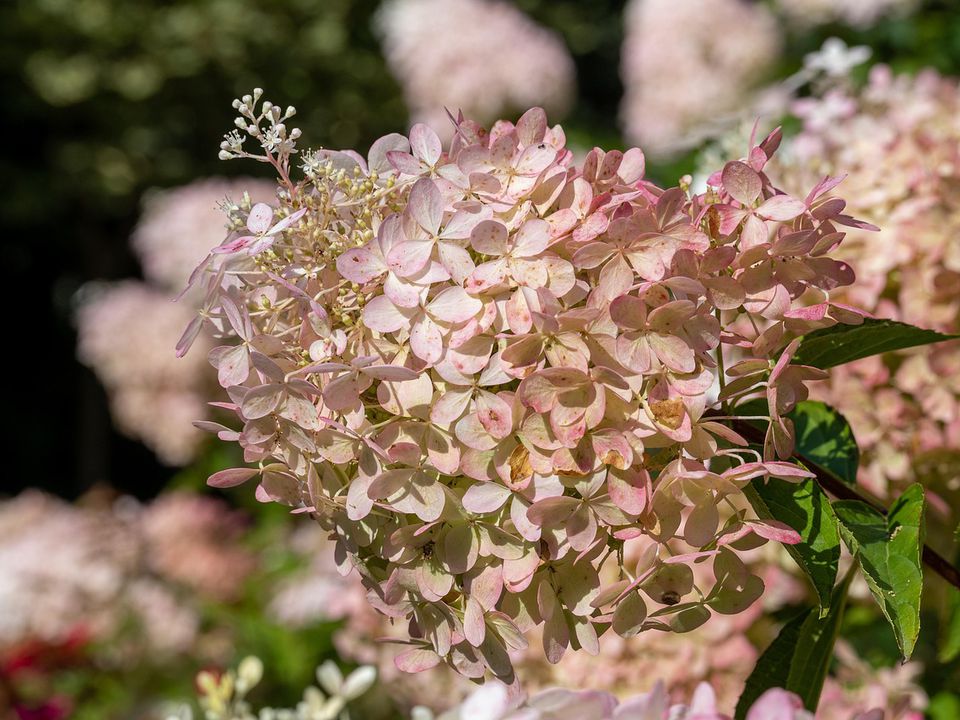 Осіння обрізка гортензії: коли, як і навіщо це робити, щоб кущ рясно квітнув наступного року. Підготовка гортензії до зими.