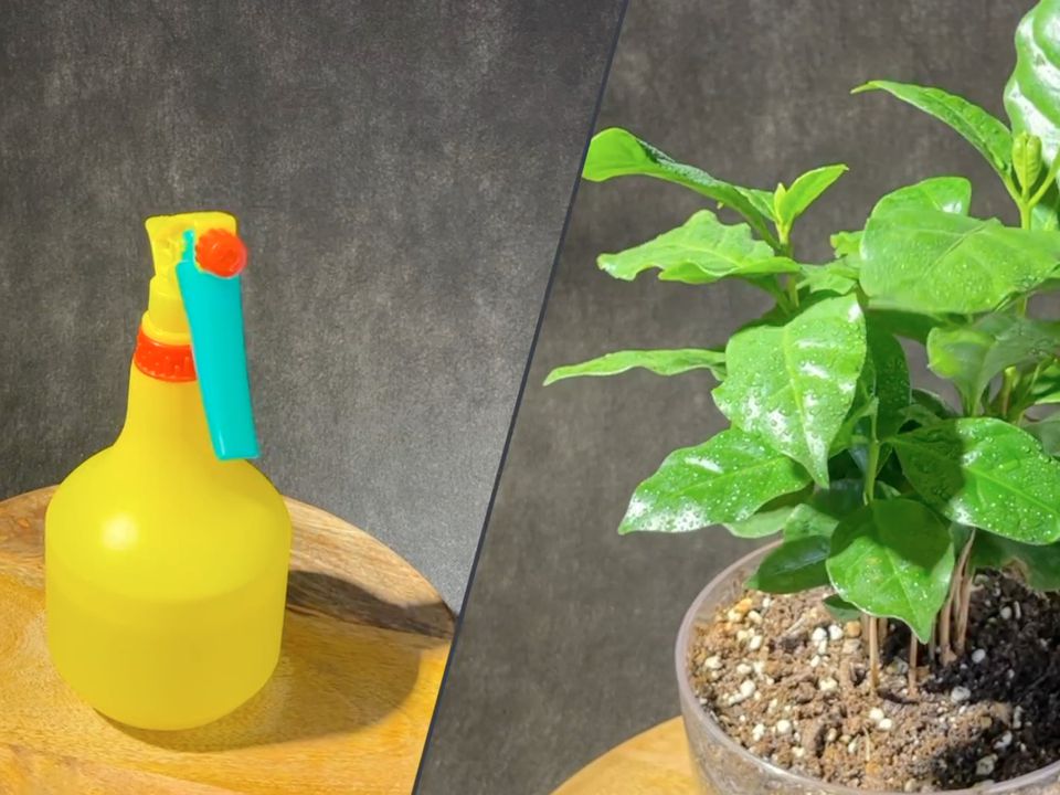 Бурштинова кислота як швидка допомога для рослин — і не треба мудрувати з дозуваннями. Багато хто чув, що бурштиновою кислотою можна врятувати рослини, що гинуть, та хворі рослини.