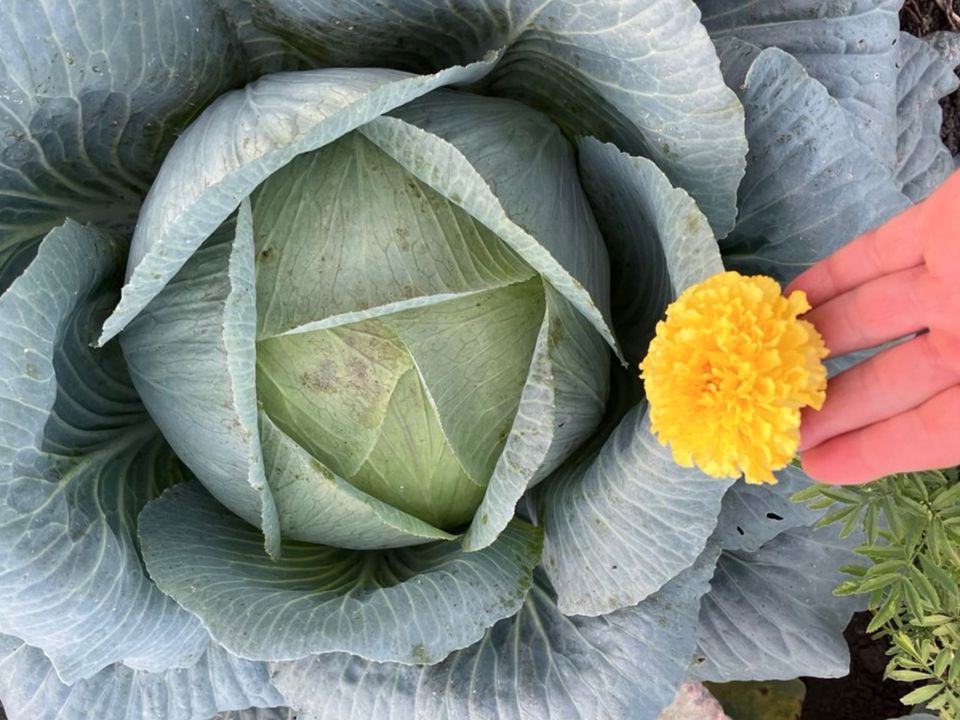 Як зберігати капусту після збирання. Не хочете викинути половину врожаю капусти через гниль та в'янення?
