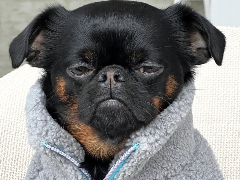 Чарлі — пес, який навчив інтернет бурчати очима і став мемом світового масштабу. Реакції підписників — від сміху до любові.