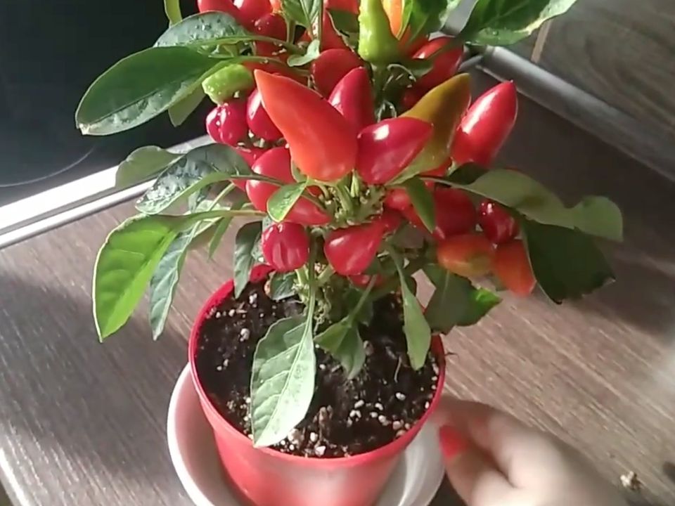 Хочете екзотики після дачного сезону? Посадіть кімнатний перець і милуйтеся його яскравими плодами цілий рік. Нюанси догляду: полив, підживлення, запилення.