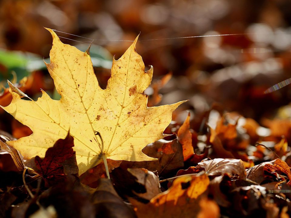 Чоловік звозив до себе на ділянку листя з усієї околиці — розповідаю, навіщо. Історія про людську кмітливість та винахідливість.