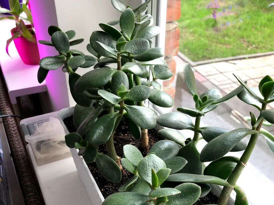 Чому грошове дерево не росте: мій досвід, типові помилки й секрети, які повернуть йому силу. Чому рослина «завмирає» в розвитку.