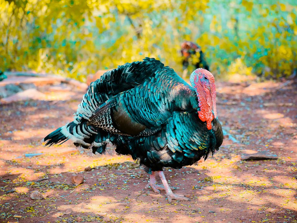 Чому ми майже не їмо яйця індички. Що з ними не так?