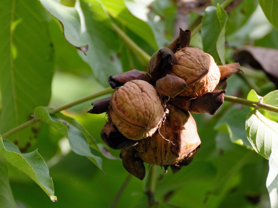 Горіх-егоїст: як подружитися з найвибагливішим деревом у саду. Ще зовсім недавно посадка волоського горіха була справою для терплячих – чекати першого врожаю доводилося майже десятиліття.