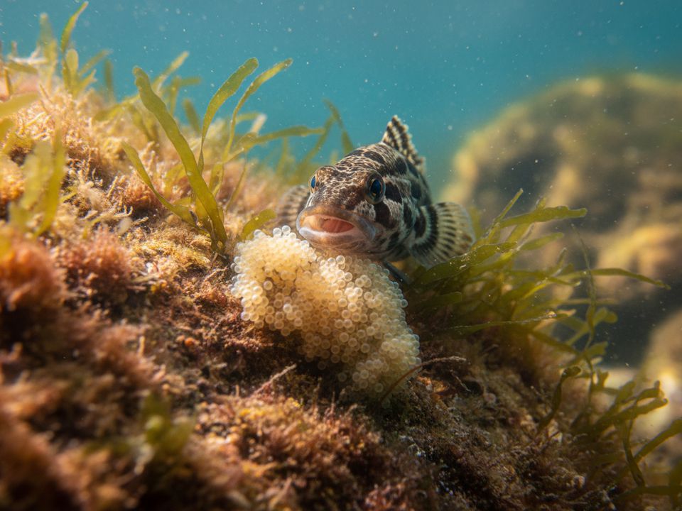 Невже знайшовся герой, який врятує Чорне море від рапанів?. Серйозна екологічна криза, про яку говорять вчені.